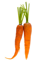 carrot isolated