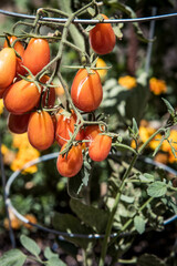 Tomatoes on vine