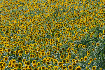 sunflower in the field on a sunny day