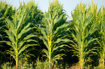 green corn growing in the field