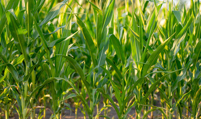 green corn growing in the field