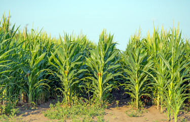 Fototapeta premium green corn growing in the field
