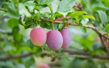 plum trees growing on a tree
