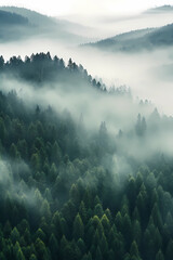 Fog in the mountains with forest