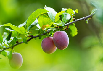 plum trees growing on a tree