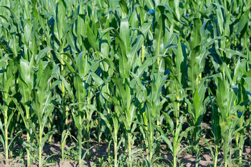 green corn growing in the field