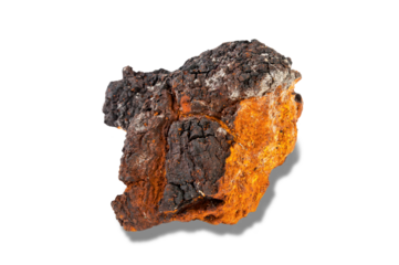 Chaga mushroom on transparent background.