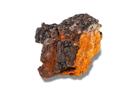 Chaga mushroom on transparent background.