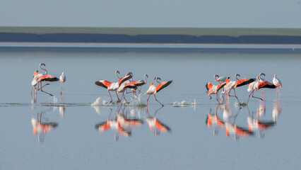 Flamingo flock landing on salt lake of Korgalzhin nature reserve, Kazakhstan