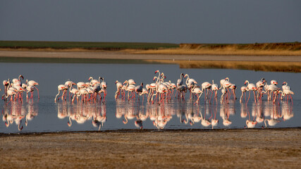 Fototapeta premium Flamingo flock feeding on salt lake of Korgalzhin nature reserve, Kazakhstan