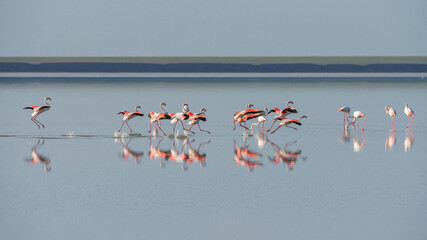 Flamingo flock landing on salt lake of Korgalzhin nature reserve, Kazakhstan