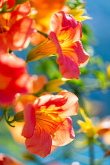 Chinese trumpet vine (Campsis grandiflora) is a fast-growing, deciduous creeper with large, yellow orange, trumpet-shaped flowers in summer. Macro close up with blurred background in italian garden.