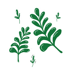 green leaves vector, fern fronds.