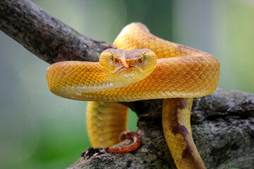 yellow snake on a tree