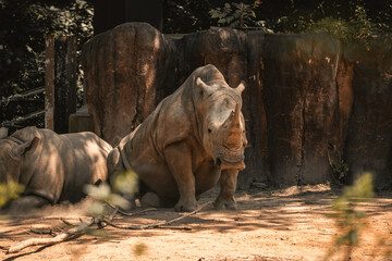 Obraz premium Columbia' Zoo