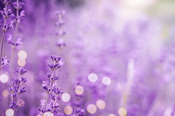 Fototapeta na wymiar Violet fragrant lavender flowers.