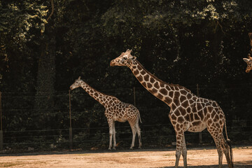 Columbia' Zoo