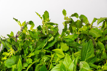 Herbal Holly basil leaves Isolated on white