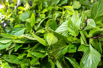 Sweet basil leaves Isolated on white
