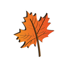 Fototapeta premium maple bright orange autumn leaf