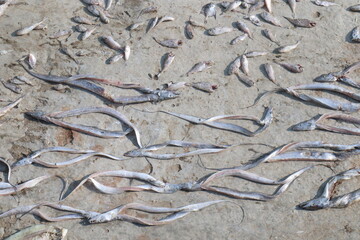 Dead ribbon fish on field for drying