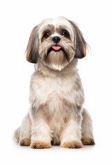 a shih tzu dog sitting in front of a white background
