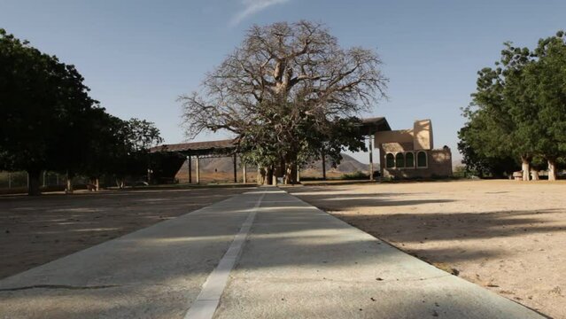 Baobab At Mariam Dearit Anseba Keren Eritrea