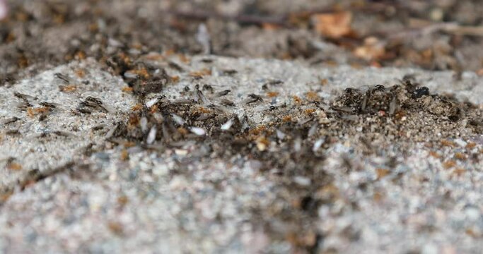Fliegende Ameisen verlassen das Nest, um neue V&ouml;lker zu gr&uuml;nden