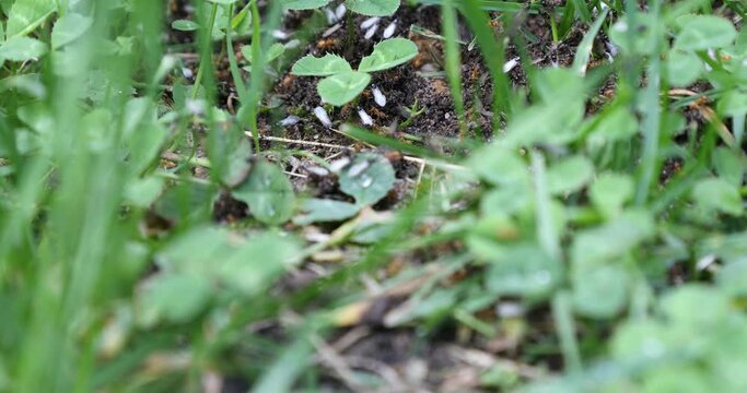 Fliegende Ameisen verlassen das Nest, um neue V&ouml;lker zu gr&uuml;nden