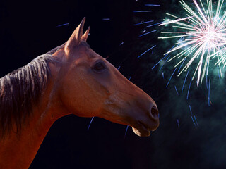 Portrait of a brown horse with fireworks in the background. Concept new year, fear of fireworks...