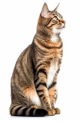 Fototapeta premium a striped cat is sitting on a white background