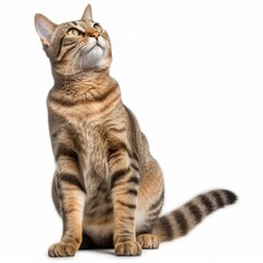Obraz premium a striped tabby cat is looking up at something on a white background
