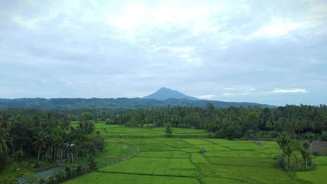 Aerial video A beautiful view of rice fields with the Seulawah Agam mountain in the background, in Aceh province, Indonesia