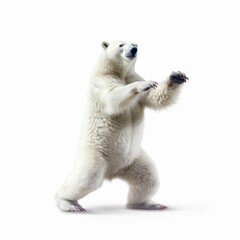 Fototapeta premium Polar bear dancing happily. White furry bear standing on hind legs. Playful arctic animal having fun, isolated on a white background