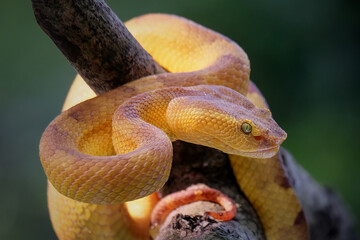 close up of a snake