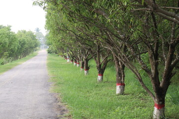 Cinnamomum osmophloeum spice tree plant
