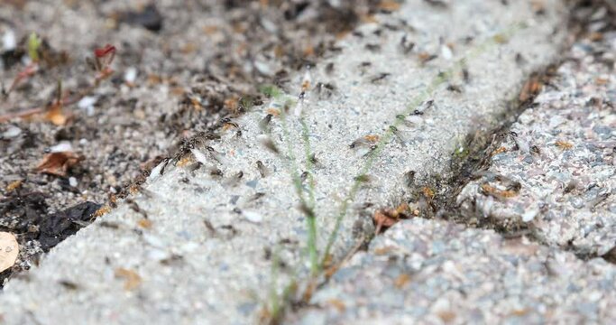 Fliegende Ameisen verlassen das Nest, um neue V&ouml;lker zu gr&uuml;nden