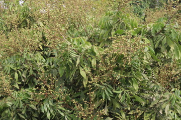 Longan fruit on tree in farm