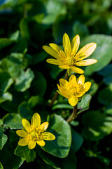 spring yellow wild flowers and green foliage background