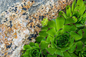 Stone rose flowers for alpine slide, landscape design element image	