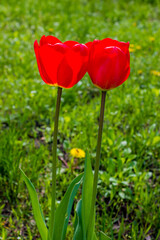flowers garden red tulips, natural floral background
