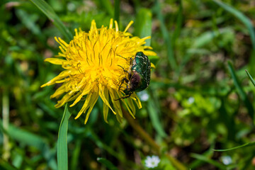 big green beetle sits on yellow dandelion flower, colorful background with image of insect and vegetation