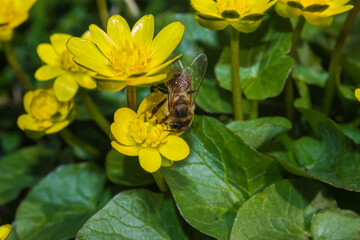 Bee pollinates yellow flower in garden in spring, colorful background with image of insect and vegetation