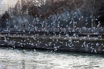 Flock of seagulls flying over Mtkvari river in Tbilisi, Georgia on sunny evening in January 2023.