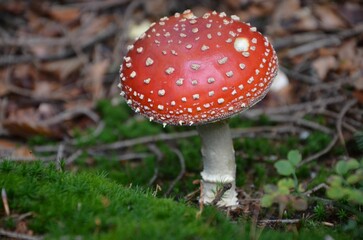Red toadstool with white dots autumn view in the forest