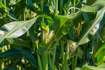 Close-up Of Corncobs On The Corn Stalk In Late July In Wisconsin