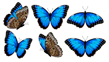 butterfly, blue morpho, vector, set, blue, beautiful, peleides, fly, moth, insect, bright, icon, silhouette, collection, tropical, wild, fauna, drawing, nature, wing, flying, art, illustration, animal