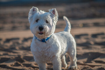 Portrait of a beautiful thoroughbred west highland white terrier on a walk.