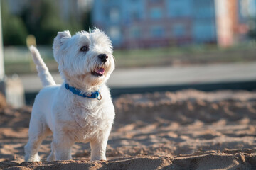 Portrait of a beautiful thoroughbred west highland white terrier on a walk.