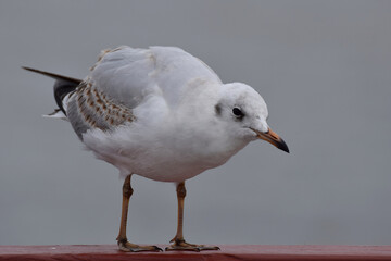 The seagull stands on the railing.